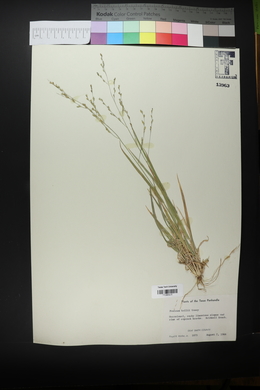 Panicum hallii image