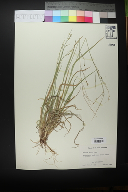 Panicum hallii image