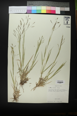 Panicum hallii image