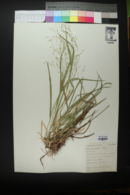 Panicum hallii image