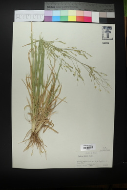 Panicum hallii image