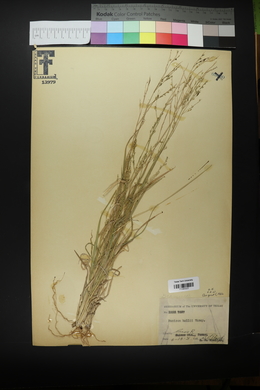 Panicum hallii image