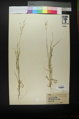 Panicum hallii image