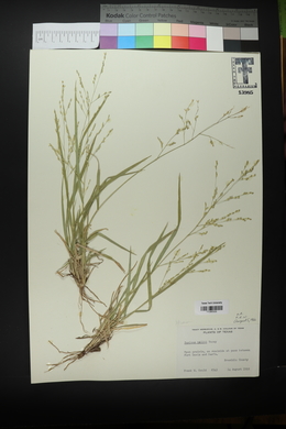 Panicum hallii image