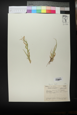 Panicum hallii image