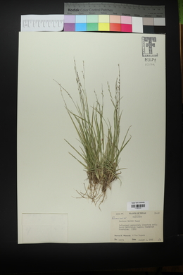 Panicum hallii image