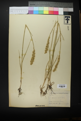 Pascopyrum smithii image