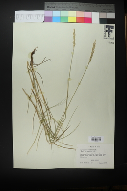 Pascopyrum smithii image