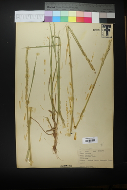 Pascopyrum smithii image