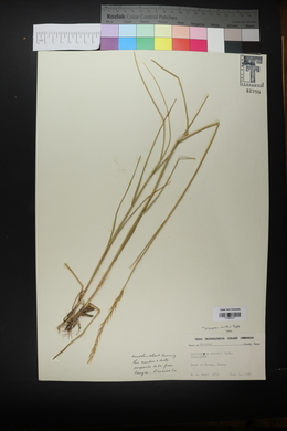 Pascopyrum smithii image