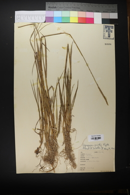 Pascopyrum smithii image