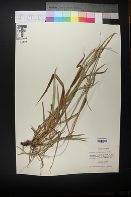 Paspalum setaceum var. ciliatifolium image