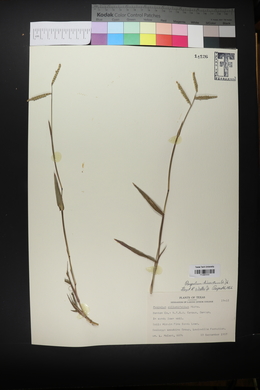 Paspalum dissectum image