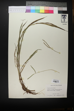 Paspalum distichum image