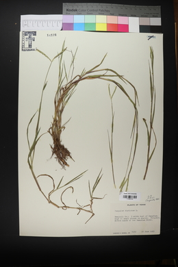 Paspalum distichum image