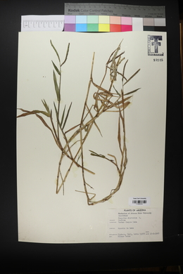 Paspalum distichum image