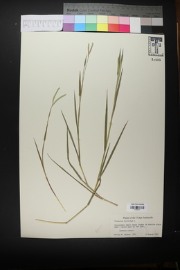 Paspalum floridanum image