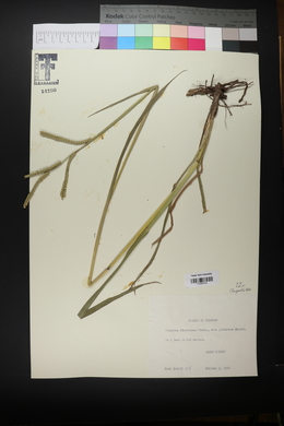 Paspalum floridanum var. glabratum image