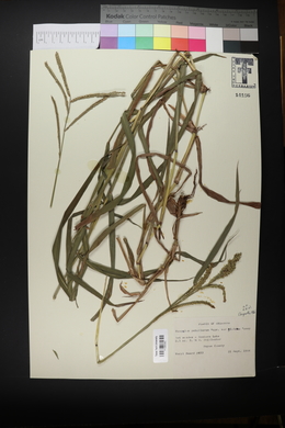 Paspalum pubiflorum image