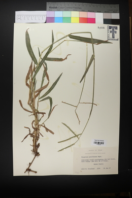 Paspalum pubiflorum image