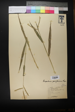 Paspalum pubiflorum image