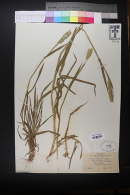 Phalaris caroliniana image