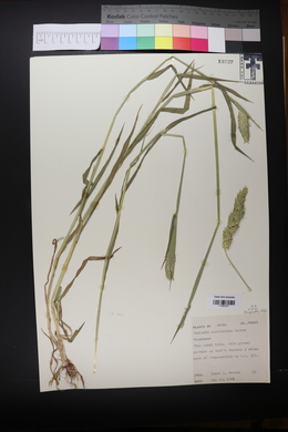 Phalaris caroliniana image