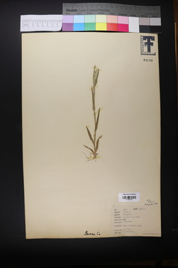 Phalaris caroliniana image