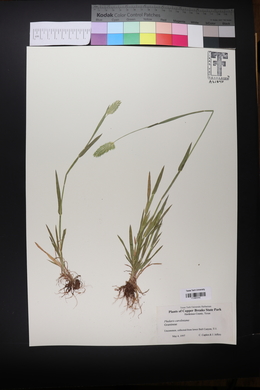 Phalaris caroliniana image