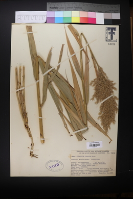 Phragmites australis image