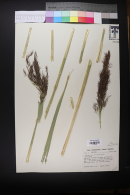 Phragmites australis image