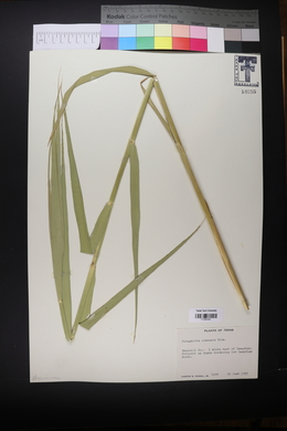 Phragmites australis image