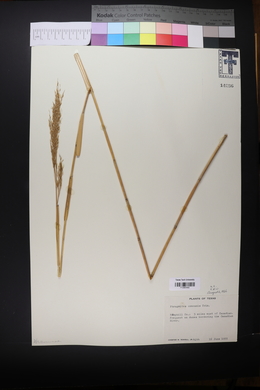 Phragmites australis image