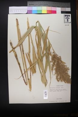 Phragmites australis image