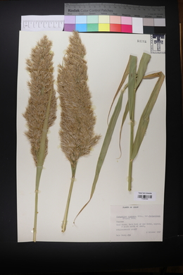 Phragmites australis image