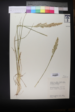 Poa arachnifera image