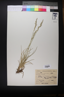 Poa arida image