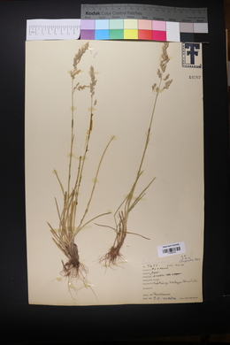 Poa arida image