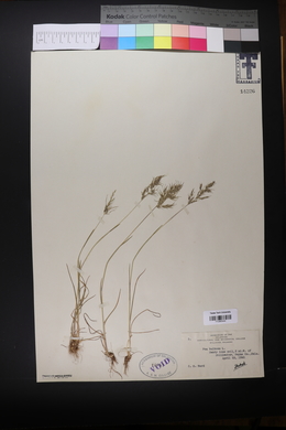 Poa bulbosa image