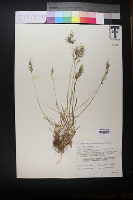 Poa bulbosa image