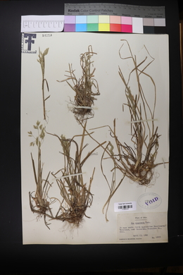 Poa cuspidata image