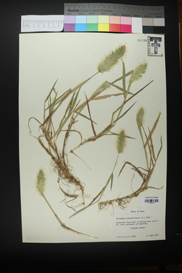 Polypogon monspeliensis image