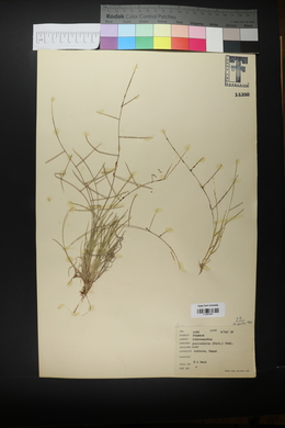 Schedonnardus paniculatus image