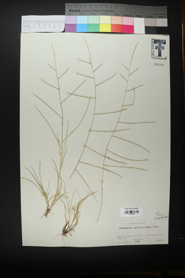 Schedonnardus paniculatus image