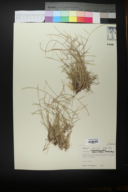 Schedonnardus paniculatus image