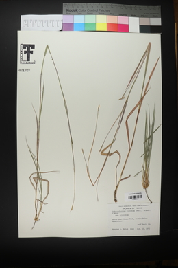 Schizachyrium cirratum image