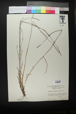 Schizachyrium sanguineum var. hirtiflorum image