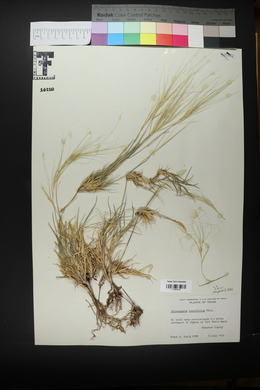 Scleropogon brevifolius image