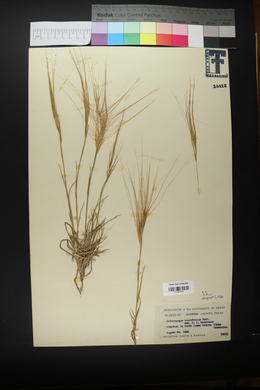 Scleropogon brevifolius image