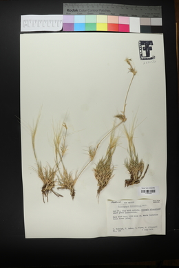 Scleropogon brevifolius image